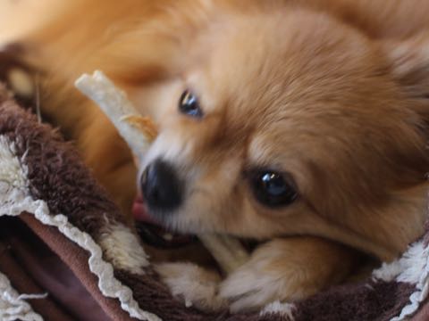 ポメラニアントリミング画像ポメサマーカットフントヒュッテ文京区ペットホテル都内hundehutte東京ドッグホテル駒込犬ホテル料金_189.jpg