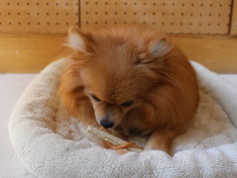 ポメラニアントリミング画像ポメサマーカットフントヒュッテ文京区ペットホテル都内hundehutte東京ドッグホテル駒込犬ホテル料金_191.jpg