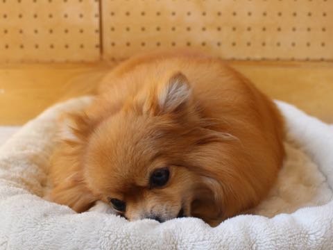ポメラニアントリミング画像ポメサマーカットフントヒュッテ文京区ペットホテル都内hundehutte東京ドッグホテル駒込犬ホテル料金_192.jpg