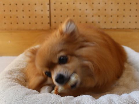 ポメラニアントリミング画像ポメサマーカットフントヒュッテ文京区ペットホテル都内hundehutte東京ドッグホテル駒込犬ホテル料金_193.jpg