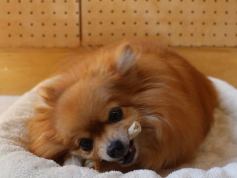 ポメラニアントリミング画像ポメサマーカットフントヒュッテ文京区ペットホテル都内hundehutte東京ドッグホテル駒込犬ホテル料金_194.jpg