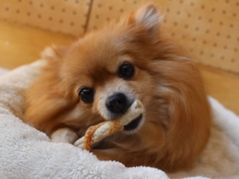 ポメラニアントリミング画像ポメサマーカットフントヒュッテ文京区ペットホテル都内hundehutte東京ドッグホテル駒込犬ホテル料金_195.jpg