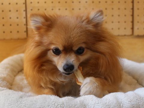 ポメラニアントリミング画像ポメサマーカットフントヒュッテ文京区ペットホテル都内hundehutte東京ドッグホテル駒込犬ホテル料金_196.jpg