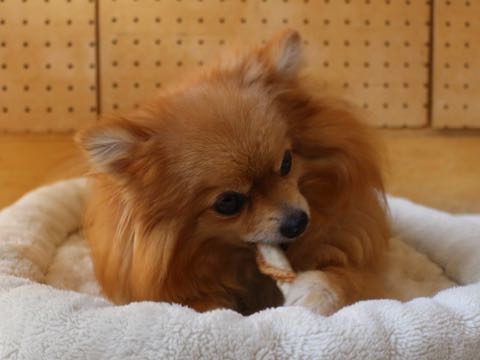 ポメラニアントリミング画像ポメサマーカットフントヒュッテ文京区ペットホテル都内hundehutte東京ドッグホテル駒込犬ホテル料金_197.jpg