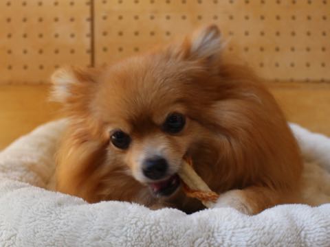 ポメラニアントリミング画像ポメサマーカットフントヒュッテ文京区ペットホテル都内hundehutte東京ドッグホテル駒込犬ホテル料金_198.jpg