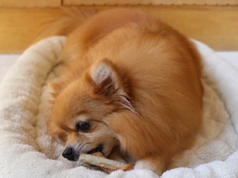 ポメラニアントリミング画像ポメサマーカットフントヒュッテ文京区ペットホテル都内hundehutte東京ドッグホテル駒込犬ホテル料金_199.jpg