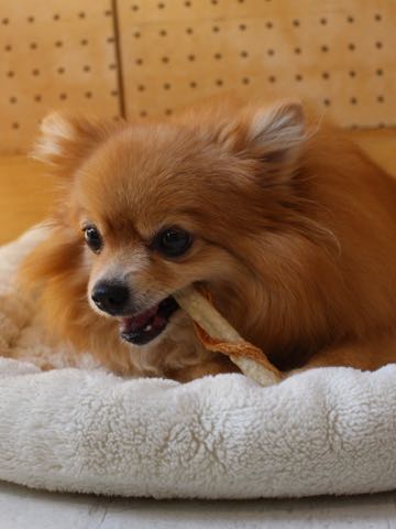 ポメラニアントリミング画像ポメサマーカットフントヒュッテ文京区ペットホテル都内hundehutte東京ドッグホテル駒込犬ホテル料金_200.jpg