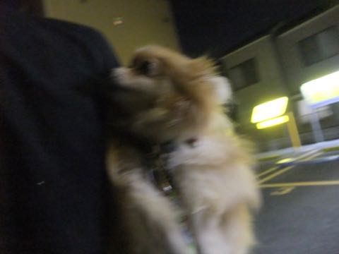ポメラニアントリミング画像ポメサマーカットフントヒュッテ文京区ペットホテル都内hundehutte東京ドッグホテル駒込犬ホテル料金_202.jpg