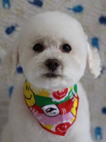 トイ・プードルペットホテル様子おさんぽ犬おあずかり文京区フントヒュッテ東京トイプードルトリミング画像都内ペットホテル駒込_392.jpg