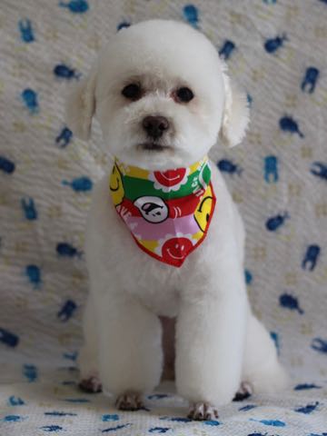 トイ・プードルペットホテル様子おさんぽ犬おあずかり文京区フントヒュッテ東京トイプードルトリミング画像都内ペットホテル駒込_393.jpg