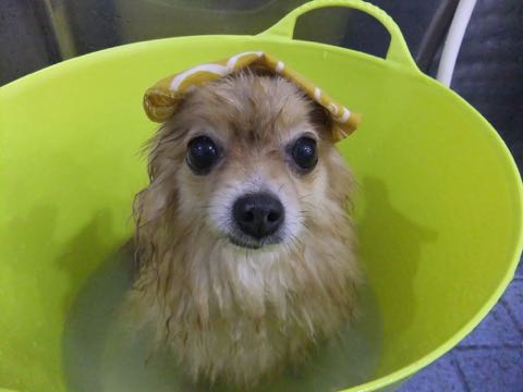 ポメラニアントリミング画像ポメサマーカットフントヒュッテ文京区ペットホテル都内hundehutte東京ドッグホテル駒込犬ホテル料金_209.jpg
