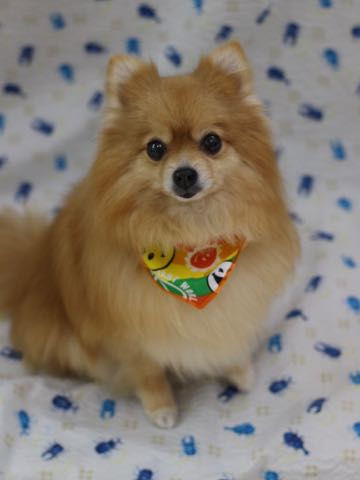 ポメラニアントリミング画像ポメサマーカットフントヒュッテ文京区ペットホテル都内hundehutte東京ドッグホテル駒込犬ホテル料金_210.jpg