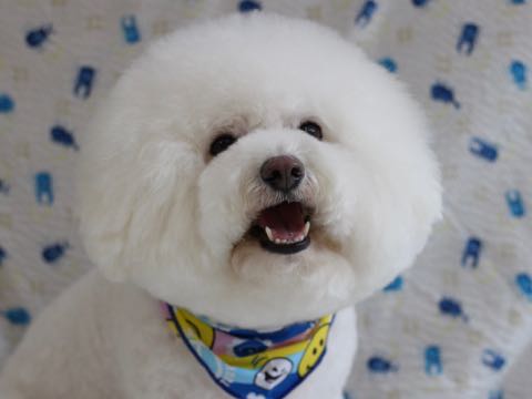 ビションフリーゼトリミングトップをいじらないアウトラインがつかずぼやけた感じになる文京区フントヒュッテ駒込ペットホテル東京ドッグホテル料金おさんぽ犬都内_73.jpg