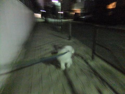 ビションフリーゼトリミングトップをいじらないアウトラインがつかずぼやけた感じになる文京区フントヒュッテ駒込ペットホテル東京ドッグホテル料金おさんぽ犬都内_75.jpg