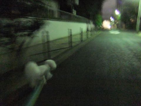 ビションフリーゼトリミングトップをいじらないアウトラインがつかずぼやけた感じになる文京区フントヒュッテ駒込ペットホテル東京ドッグホテル料金おさんぽ犬都内_76.jpg