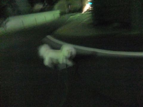 ビションフリーゼトリミングトップをいじらないアウトラインがつかずぼやけた感じになる文京区フントヒュッテ駒込ペットホテル東京ドッグホテル料金おさんぽ犬都内_77.jpg