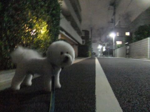 ビションフリーゼトリミングトップをいじらないアウトラインがつかずぼやけた感じになる文京区フントヒュッテ駒込ペットホテル東京ドッグホテル料金おさんぽ犬都内_78.jpg