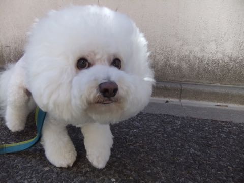 ビションフリーゼトリミングトップをいじらないアウトラインがつかずぼやけた感じになる文京区フントヒュッテ駒込ペットホテル東京ドッグホテル料金おさんぽ犬都内_79.jpg