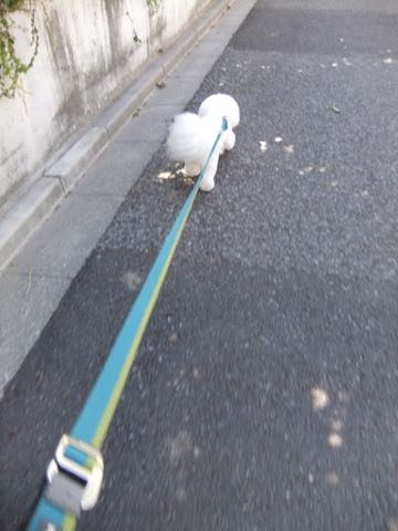ビションフリーゼトリミングトップをいじらないアウトラインがつかずぼやけた感じになる文京区フントヒュッテ駒込ペットホテル東京ドッグホテル料金おさんぽ犬都内_83.jpg