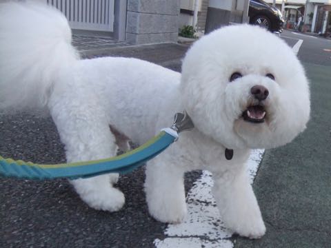 ビションフリーゼトリミングトップをいじらないアウトラインがつかずぼやけた感じになる文京区フントヒュッテ駒込ペットホテル東京ドッグホテル料金おさんぽ犬都内_84.jpg