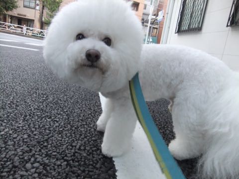 ビションフリーゼトリミングトップをいじらないアウトラインがつかずぼやけた感じになる文京区フントヒュッテ駒込ペットホテル東京ドッグホテル料金おさんぽ犬都内_85.jpg