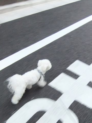 トイ・プードル極小サイズティーカッププードル東京トイプードルトリミング画像フントヒュッテ駒込ビションフリーゼトリミング文京区ペットホテル都内_438.jpg