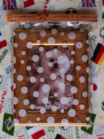 ビションフリーゼトリミング文京区フントヒュッテ駒込ビションフリーゼまるくカットトリミングサロン画像ビションフリーゼ大きく丸い頭画像ビション毛量東京_342.jpg