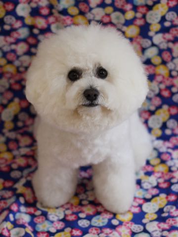 ビションフリーゼトリミング文京区フントヒュッテ駒込ビションフリーゼまるくカットトリミングサロン画像ビションフリーゼ大きく丸い頭画像ビション毛量東京_343.jpg