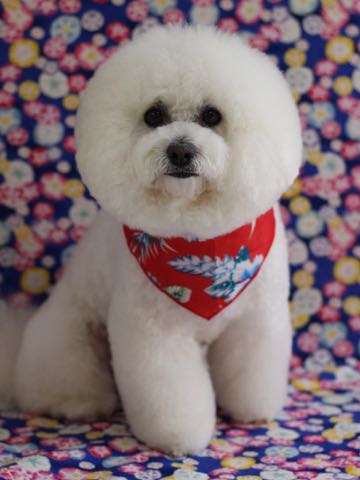 ビションフリーゼトリミング文京区フントヒュッテ駒込ビションフリーゼまるくカットトリミングサロン画像ビションフリーゼ大きく丸い頭画像ビション毛量東京_344.jpg
