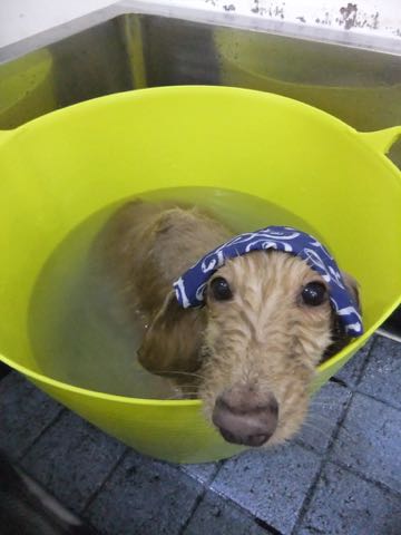 ダックスフントミニチュアトリミング都内フントヒュッテ駒込犬の歯みがき画像文京区歯垢歯石除去歯磨きゼオライトデンタルケア犬温泉東京_165.jpg