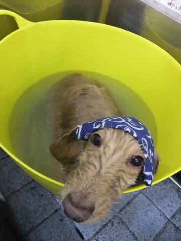 ダックスフントミニチュアトリミング都内フントヒュッテ駒込犬の歯みがき画像文京区歯垢歯石除去歯磨きゼオライトデンタルケア犬温泉東京_166.jpg