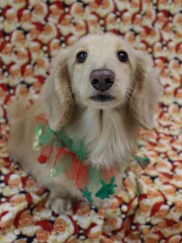 ダックスフントミニチュアトリミング都内フントヒュッテ駒込犬の歯みがき画像文京区歯垢歯石除去歯磨きゼオライトデンタルケア犬温泉東京_167.jpg