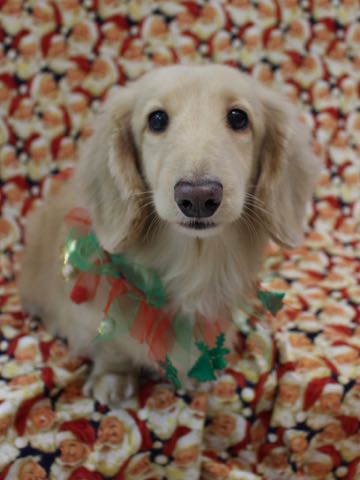 ダックスフントミニチュアトリミング都内フントヒュッテ駒込犬の歯みがき画像文京区歯垢歯石除去歯磨きゼオライトデンタルケア犬温泉東京_168.jpg