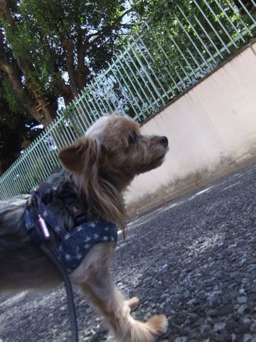 ¥è¡¼¥¯¥·¥ã¡¼¡¦¥Æ¥ê¥¢¥È¥ê¥ß¥ó¥°²èÁü¥è¡¼¥¡¼¥È¥ê¥ß¥ó¥°Ê¸µþ¶è¥Õ¥ó¥È¥Ò¥å¥Ã¥Æ¶ð¹þ¥È¥ê¥ß¥ó¥°¥µ¥í¥óÅìµþ¥è¡¼¥¡¼¥«¥Ã¥È¥¹¥¿¥¤¥ë²èÁü_105.jpg