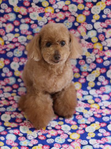 トイ・プードルトリミング文京区フントヒュッテ駒込トイプーカット画像犬歯垢歯石除去歯磨きゼオライトデンタルケア東京hundehutte_97.jpg