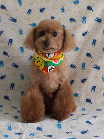 トイ・プードルトリミング文京区フントヒュッテ駒込トイプーカット画像犬歯垢歯石除去歯磨きゼオライトデンタルケア東京hundehutte_98.jpg