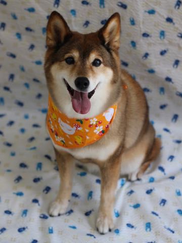 ミックス犬トリミング都内柴犬ミックス抜け毛時期柴犬ミックスシャンプー文京区フントヒュッテ駒込犬歯垢歯石におい口臭歯周病犬の歯磨きデンタルケア効果画像ペットホテル東京_309.jpg