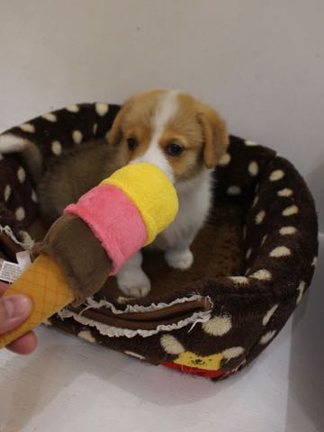 ウェルシュ・コーギー・ペンブロークこいぬ情報フントヒュッテウェルシュコーギーペンブローク子犬画像コーギーしっぽ付き尻尾付きしっぽつき断尾していないコーギー出産情報性格子犬の社会化コーギー家族募集中 Welsh Corgi Pembroke _ 41.jpg