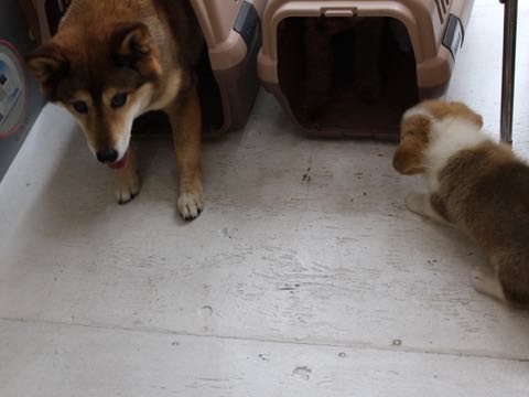 ミックス犬トリミング都内柴犬ミックス抜け毛時期柴犬ミックスシャンプー文京区フントヒュッテ駒込犬歯垢歯石におい口臭歯周病犬の歯磨きデンタルケア効果画像ペットホテル東京_310.jpg