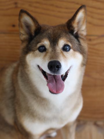 ミックス犬トリミング都内柴犬ミックス抜け毛時期柴犬ミックスシャンプー文京区フントヒュッテ駒込犬歯垢歯石におい口臭歯周病犬の歯磨きデンタルケア効果画像ペットホテル東京_312.jpg