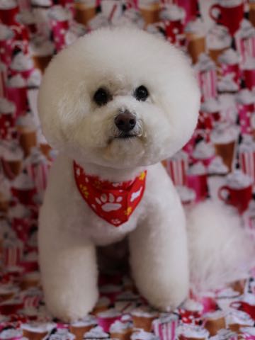 ビションフリーゼトリミング文京区フントヒュッテ駒込hundehutte東京かわいいビションフリーゼ画像ビションフリーゼトリミングサロン都内フントヒュッテ場所_59.jpg