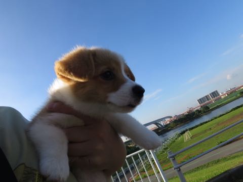 ウェルシュ・コーギー・ペンブロークこいぬ情報フントヒュッテウェルシュコーギーペンブローク子犬画像コーギーしっぽ付き尻尾付きしっぽつき断尾していないコーギー出産情報性格子犬の社会化コーギー家族募集中 Welsh Corgi Pembroke _ 277.jpg