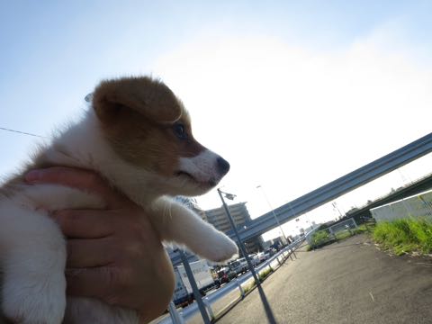 ウェルシュ・コーギー・ペンブロークこいぬ情報フントヒュッテウェルシュコーギーペンブローク子犬画像コーギーしっぽ付き尻尾付きしっぽつき断尾していないコーギー出産情報性格子犬の社会化コーギー家族募集中 Welsh Corgi Pembroke _ 278.jpg