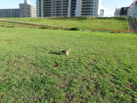 ウェルシュ・コーギー・ペンブロークこいぬ情報フントヒュッテウェルシュコーギーペンブローク子犬画像コーギーしっぽ付き尻尾付きしっぽつき断尾していないコーギー出産情報性格子犬の社会化コーギー家族募集中 Welsh Corgi Pembroke _ 279.jpg