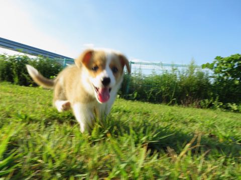 ウェルシュ・コーギー・ペンブロークこいぬ情報フントヒュッテウェルシュコーギーペンブローク子犬画像コーギーしっぽ付き尻尾付きしっぽつき断尾していないコーギー出産情報性格子犬の社会化コーギー家族募集中 Welsh Corgi Pembroke _ 284.jpg