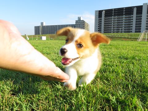 ウェルシュ・コーギー・ペンブロークこいぬ情報フントヒュッテウェルシュコーギーペンブローク子犬画像コーギーしっぽ付き尻尾付きしっぽつき断尾していないコーギー出産情報性格子犬の社会化コーギー家族募集中 Welsh Corgi Pembroke _ 285.jpg