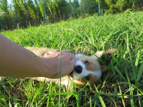 ウェルシュ・コーギー・ペンブロークこいぬ情報フントヒュッテウェルシュコーギーペンブローク子犬画像コーギーしっぽ付き尻尾付きしっぽつき断尾していないコーギー出産情報性格子犬の社会化コーギー家族募集中 Welsh Corgi Pembroke _ 293.jpg