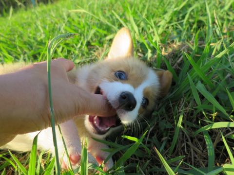 ウェルシュ・コーギー・ペンブロークこいぬ情報フントヒュッテウェルシュコーギーペンブローク子犬画像コーギーしっぽ付き尻尾付きしっぽつき断尾していないコーギー出産情報性格子犬の社会化コーギー家族募集中 Welsh Corgi Pembroke _ 294.jpg
