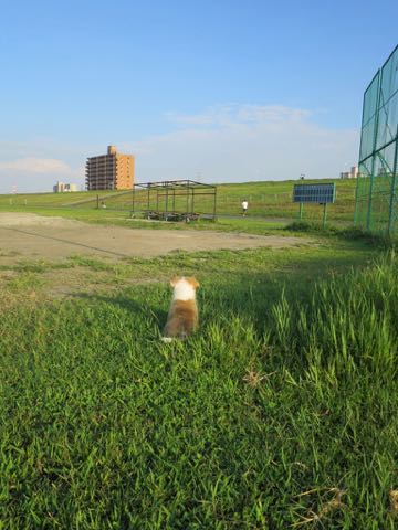 ウェルシュ・コーギー・ペンブロークこいぬ情報フントヒュッテウェルシュコーギーペンブローク子犬画像コーギーしっぽ付き尻尾付きしっぽつき断尾していないコーギー出産情報性格子犬の社会化コーギー家族募集中 Welsh Corgi Pembroke _ 295.jpg