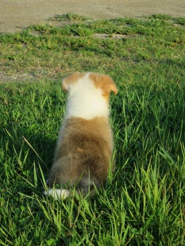 ウェルシュ・コーギー・ペンブロークこいぬ情報フントヒュッテウェルシュコーギーペンブローク子犬画像コーギーしっぽ付き尻尾付きしっぽつき断尾していないコーギー出産情報性格子犬の社会化コーギー家族募集中 Welsh Corgi Pembroke _ 296.jpg